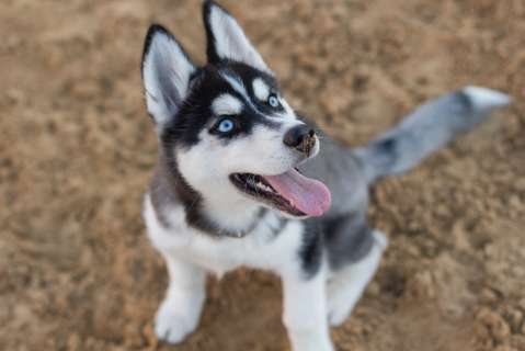 (VIDEO) ¿Por qué los perros inclinan la cabeza?