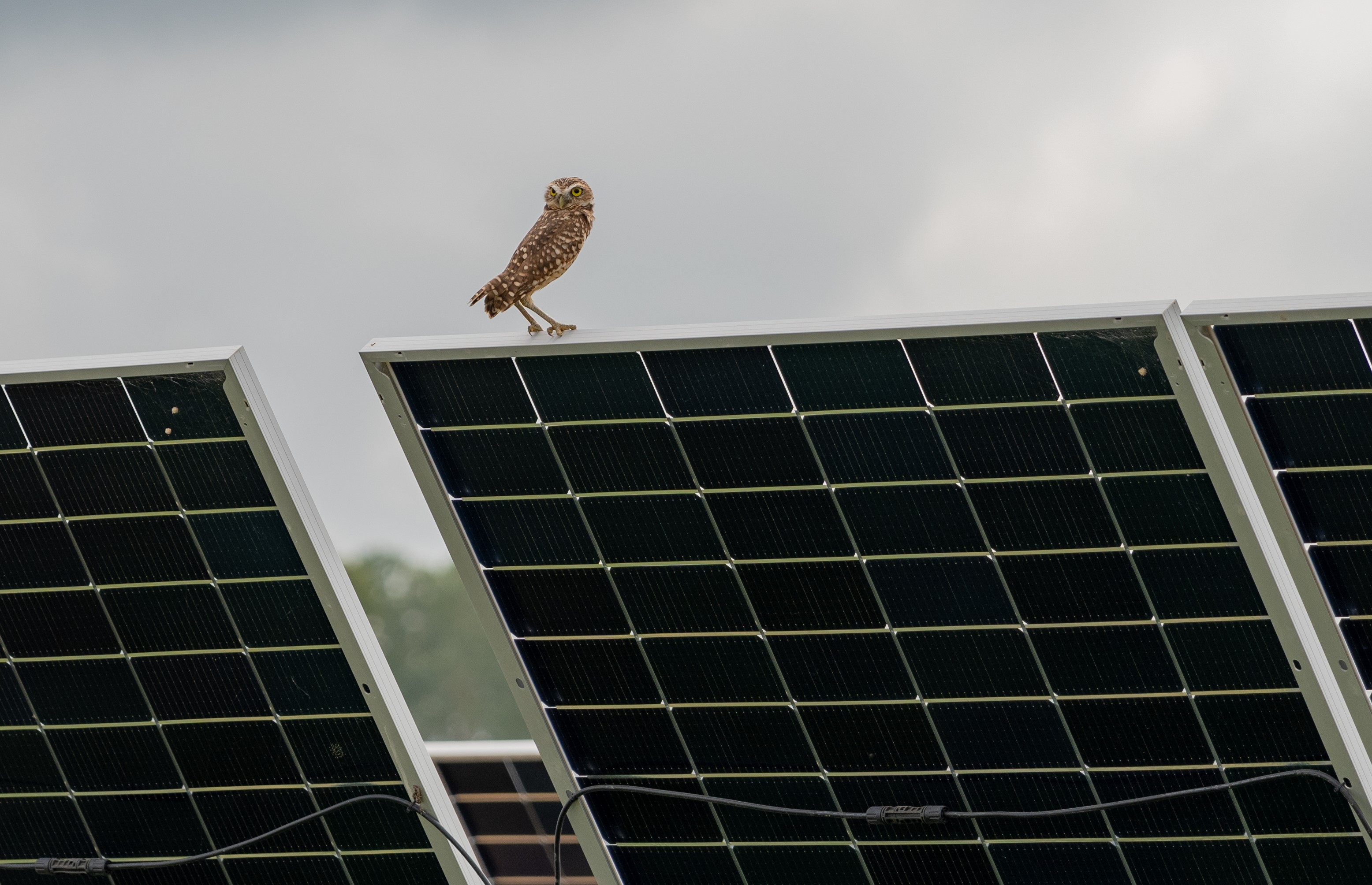 Mochuelo en el Parque Solar Cañahuate I de Drummond Energy: un reflejo de armonía entre la energía renovable y la biodiversidad.