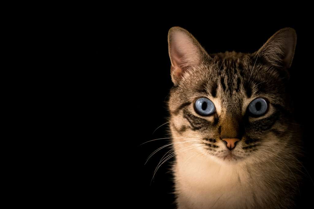 Cinco cosas que nunca debería decirle al dueño de un gato