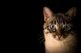 Un gato elige a un taxista como su dueño: así lo sorprendió dentro del carro