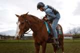 ¿Qué sienten los caballos al ser montados? Esto dicen los expertos
