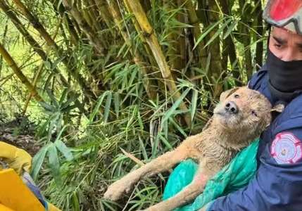 Hallan a perrito enterrado vivo: sus ladridos alertaron a la comunidad