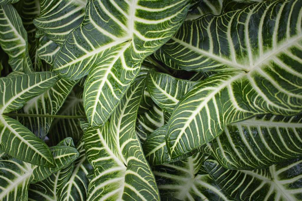 Las exigencias de cultivo de la Aphelandra squarrosa reflejan su origen tropical: necesita ambientes luminosos pero sin exposición directa al sol, temperaturas estables entre 15°C y 25°C, alta humedad ambiental y riegos regulares sin encharcamientos.