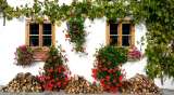 Ocho plantas enredaderas o trepadoras perfectas para cubrir paredes