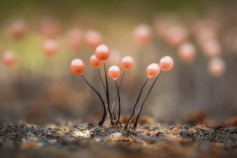 Categoría: Naturaleza. De la serie Etapas de desarrollo de Comatricha, este grupo de comatricha se encuentra en la etapa rosa coral de corta duración. En cuestión de horas, habrán madurado a un color marrón oscuro.