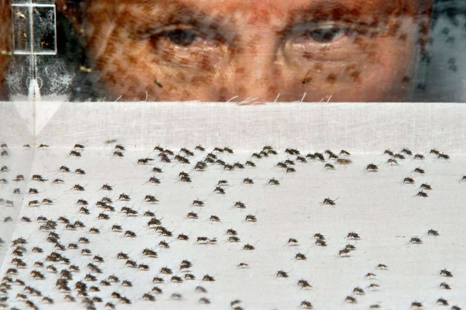 El zika parece haber llegado a América Central y del Sur de la noche a la mañana. / Bloomberg News