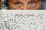 Zika es la última batalla de la guerra contra los mosquitos