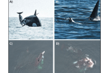 Graban, por primera vez, a un grupo de orcas cazando delfines en Chile