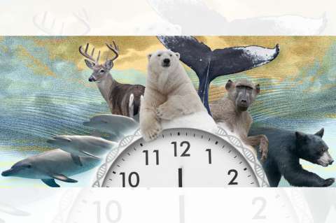 Reloj epigenético: ¿por qué ayudaría a salvar a la fauna silvestre del colapso?