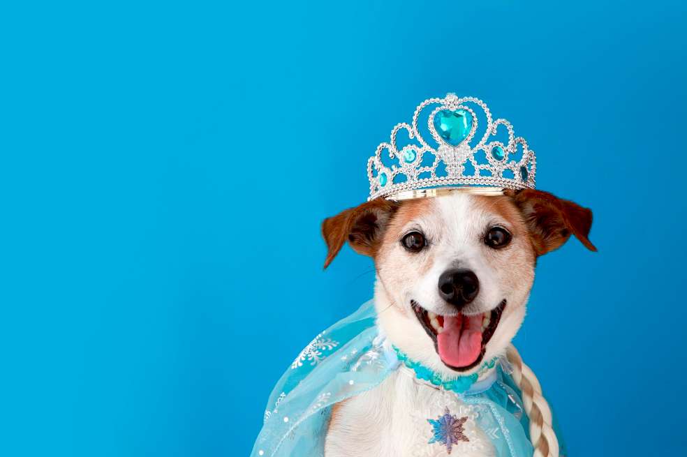 Disfraces para tu perro en Halloween