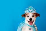 Harán concurso de disfraces para perros con materiales reciclados en Bogotá