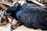Exótica águila negra murió en Antioquia tras ser baleada: esto se sabe