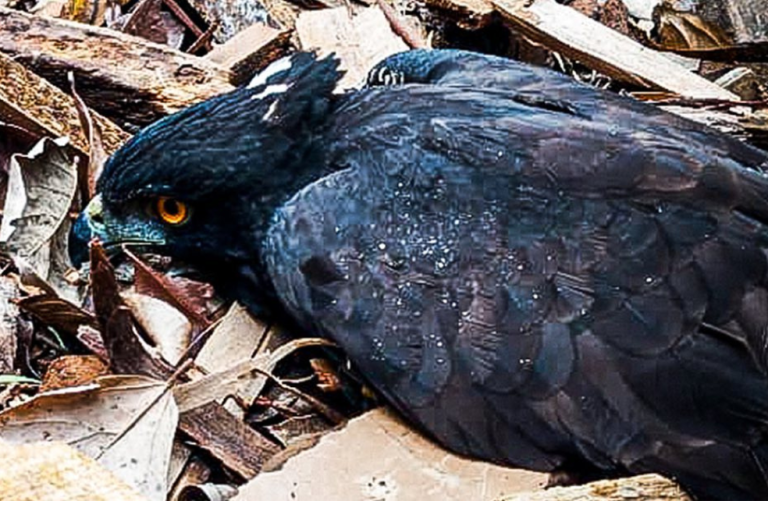 Exótica águila negra murió en Antioquia tras ser baleada: esto se sabe