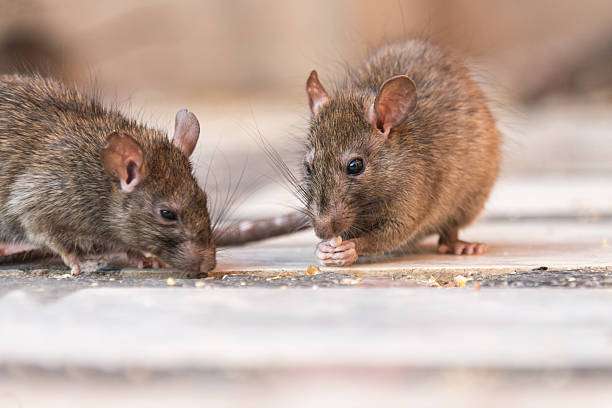 Algunas especies, como el ratón doméstico (Mus musculus), la rata negra (Rattus rattus) y la rata parda o noruega (Rattus norvegicus), se están considerando como posibles objetivos de tecnologías genéticas que alteran el equilibrio entre sexos (por ejemplo, haciendo que nazcan más machos que hembras), con el fin de lograr su extinción local. /Getty