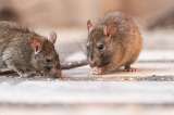 Ratones y humanos usan el mismo principio biológico para reconocer los olores
