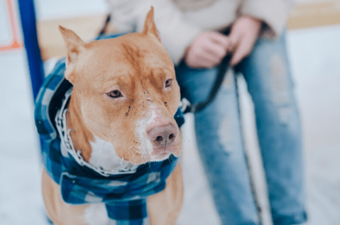 ¿Cuántos american bully XL son sacrificados en Reino Unido cada mes?