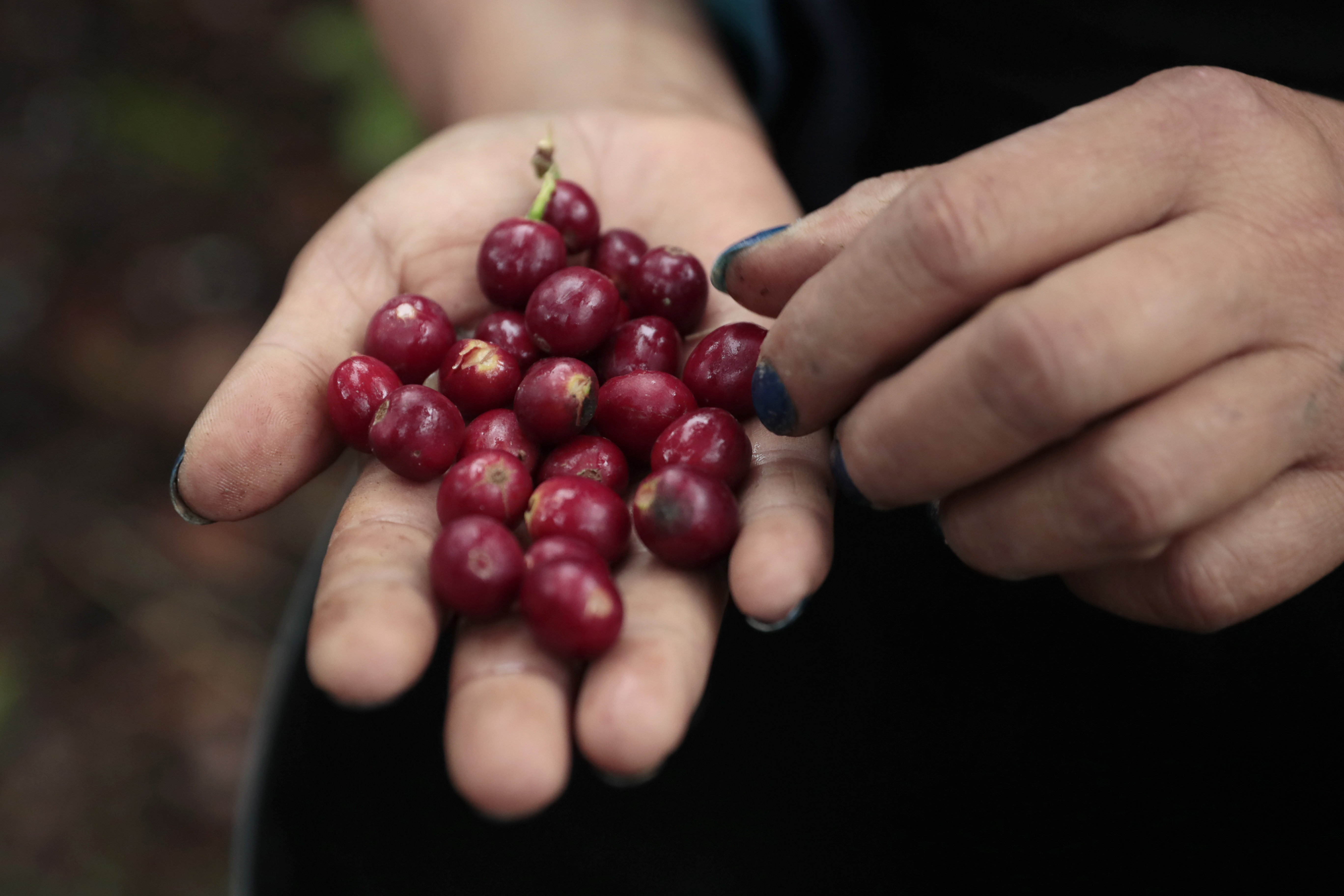 Son 18 de las 34 cooperativas las que incumplieron las entregas del programa de ventas a futuro al Fondo Nacional del Café.