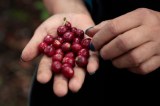 El problema que enfrenta el Fondo Nacional del Café y las salidas que tiene