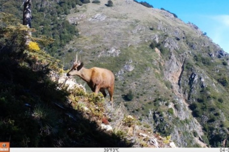 Captan nuevos registros de ejemplares de ciervo andino, una especie en peligro de extinción