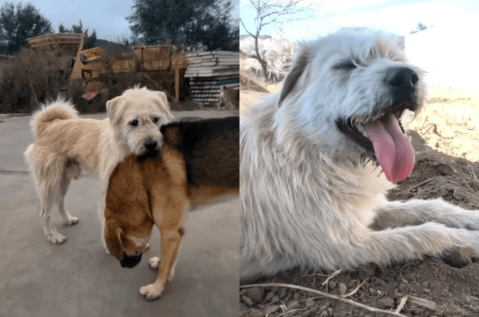 No ladra ni muerde, pero todos los perros lo “respetan”: ¿quién es el Rey Carlos?