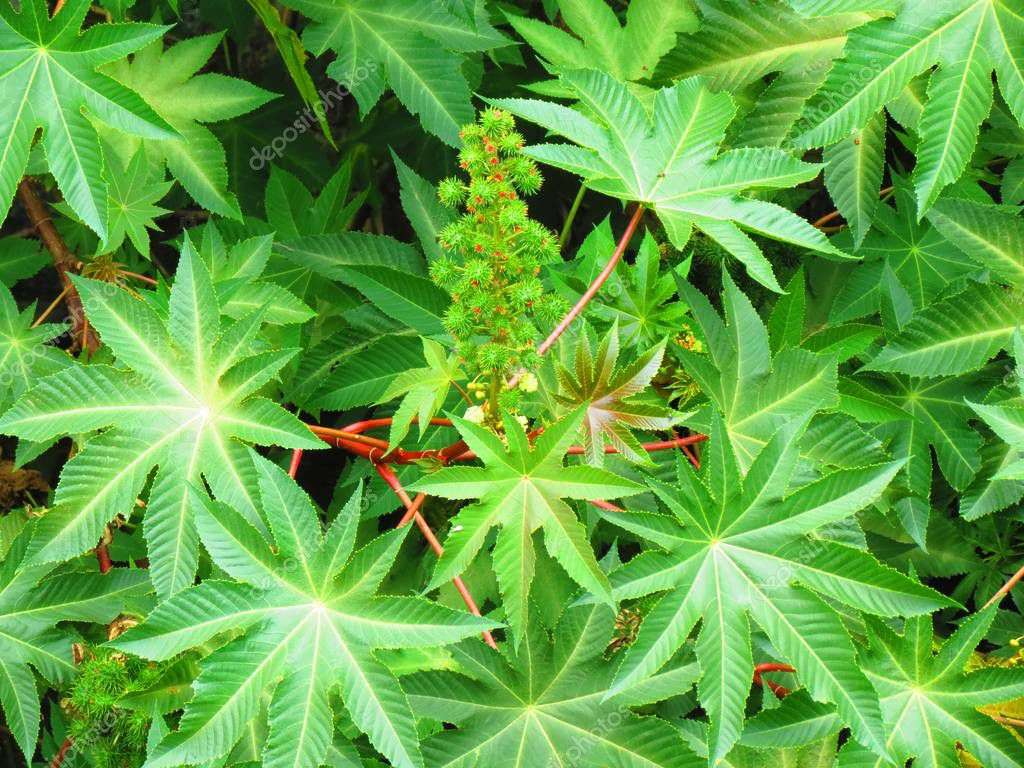 La planta de Ricino es un ejemplo de cómo la naturaleza combina estética, funcionalidad y sostenibilidad en una sola especie. Ya sea como fuente de aceite, en programas de restauración ambiental o simplemente como un elemento decorativo, el Ricino continúa demostrando por qué merece un lugar en jardines y cultivos de todo el mundo.