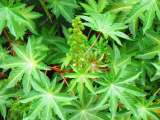 Todo sobre el Ricino: la joya del jardín con múltiples usos y propiedades