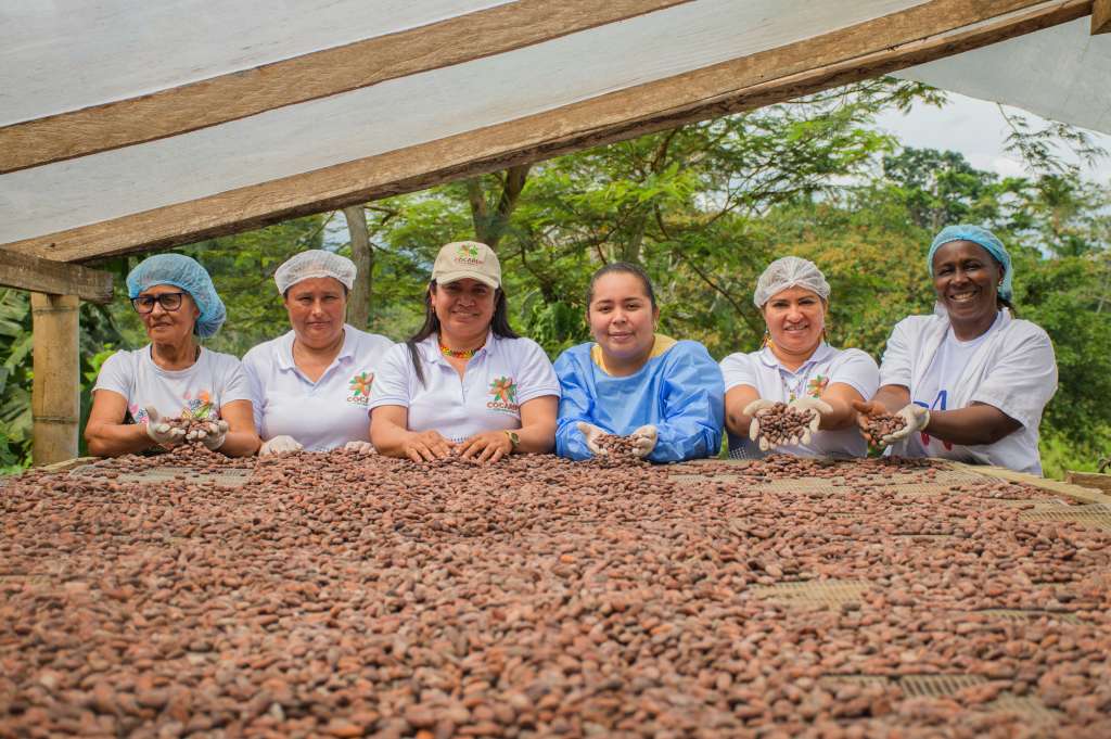 Cocarep hace parte de las nueve asociaciones de cacao del Caquetá, Guaviare y Putumayo que participan en el proyecto ‘Cacao Amazónico y Paz’.