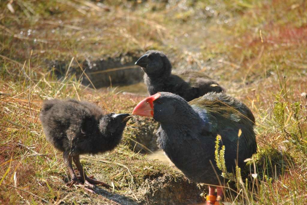 Una pareja de takahē que se creía estéril cría un polluelo en Zealandia.
