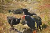 El polluelo “milagro” que nació de una pareja de aves en peligro de extinción