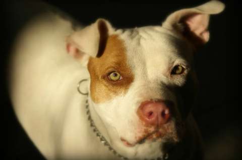 Bebé de 19 meses fue atacada por un pitbull en Medellín