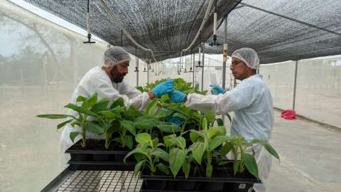 Así tratan de contener al hongo que está amenazando la producción de banano