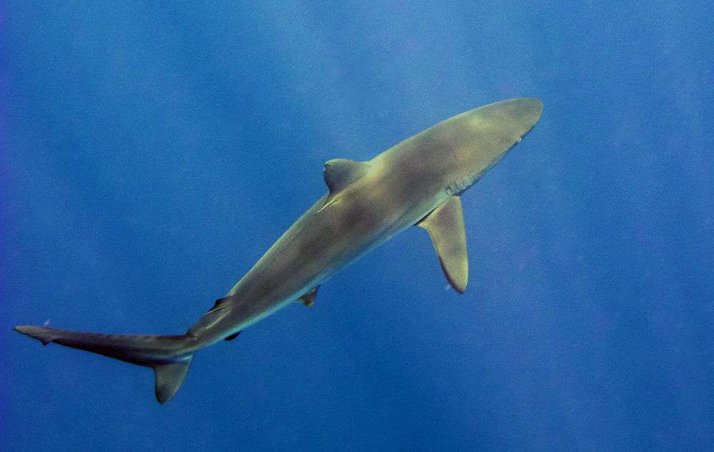 Tiburón sedoso
