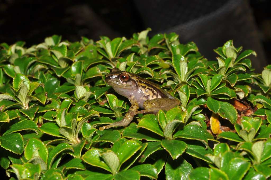 Las nuevas especies fueron encontradas en la zona de páramo del Parque Nacional Natural Farallones de Cali.