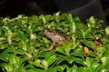 Encuentran dos nuevas especies de ranas en los Farallones de Cali