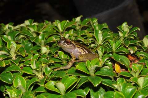 Encuentran dos nuevas especies de ranas en los Farallones de Cali