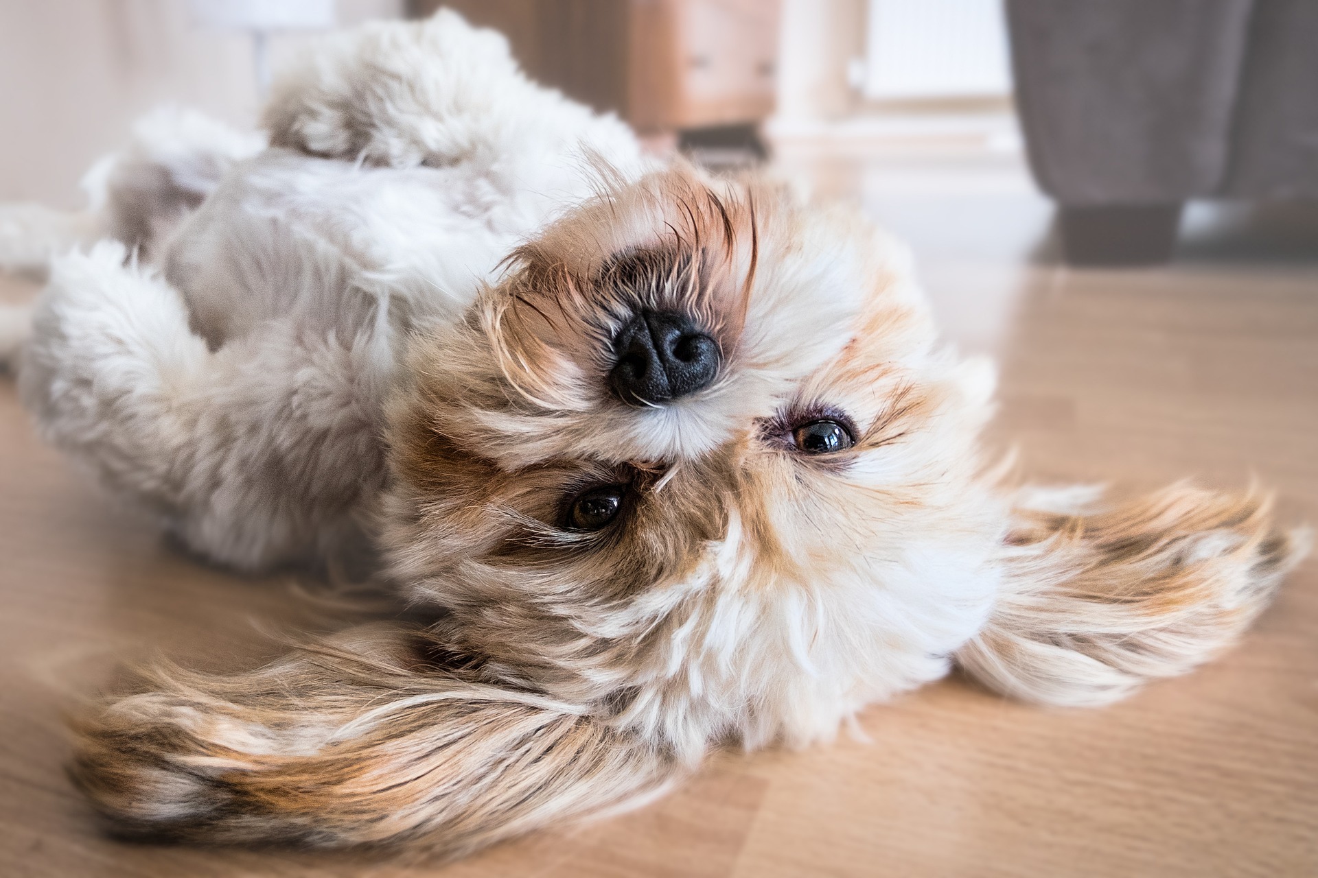 Datos curiosos sobre los perros.
