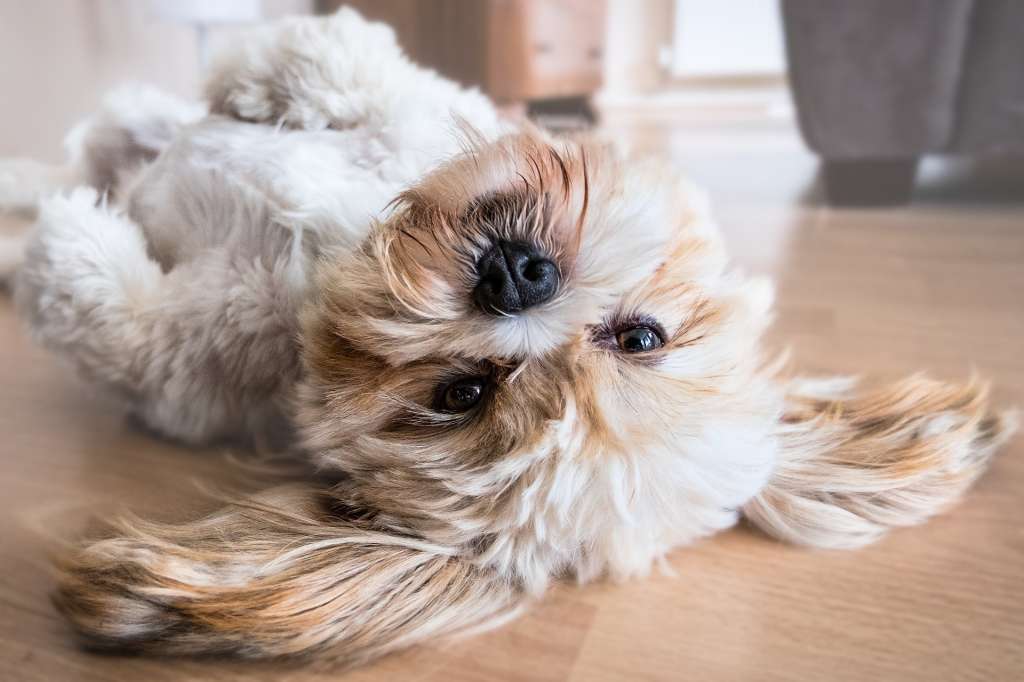 Datos curiosos sobre los perros.