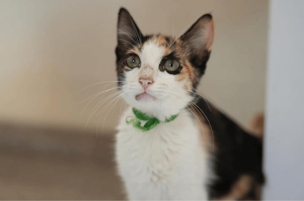 Gran jornada de adopción en Cartagena: más de 200 gatitos buscan un nuevo hogar