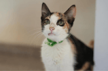 Gran jornada de adopción en Cartagena: más de 200 gatitos buscan un nuevo hogar