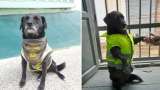 Barbas: el perrito policía que se convirtió en la mascota de Concepción, Antioquia