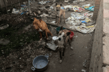 Rescatan perritos que llevaban abandonados 8 meses viviendo entre la basura