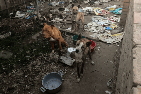 Rescatan perritos que llevaban abandonados 8 meses viviendo entre la basura