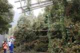 Se presenta congestión vehicular en la Circunvalar por caída de un árbol