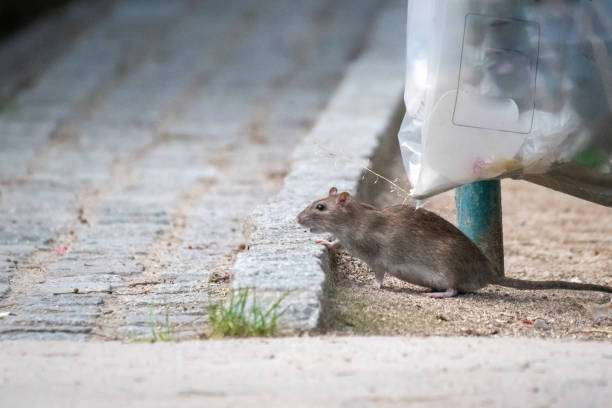 ¿Cómo controlar la presencia de ratas en las ciudades? Getty