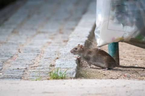 Las ratas sí son un problema de salud pública. La pregunta es cómo controlarlas