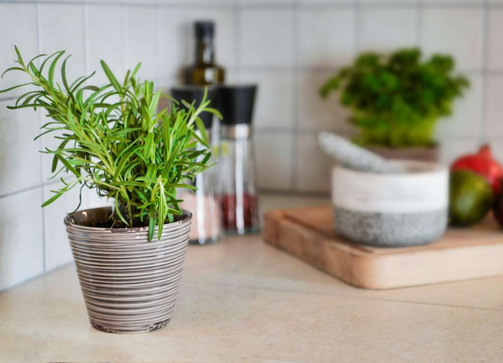 Foto que muestra una planta de romero plantada en una pequeña matera gris que, a su vez, está en la cocina. De fondo hay un mortero y un salero y pimentero.