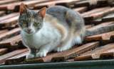 ¿Qué significa cuándo un gato mira directamente a los ojos a una persona?