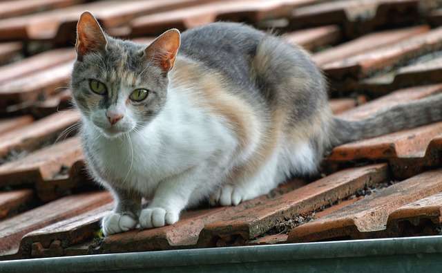 ¿Cómo evitar que los gatos orinen o hagan popó en el techo o tejas de mi casa?