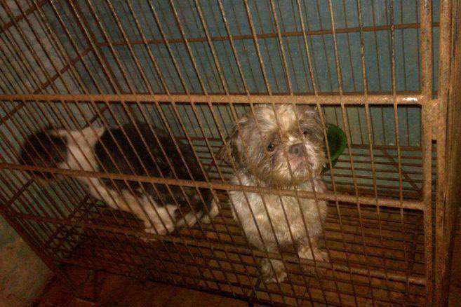 Imputan a veterinario de criadero ilegal que maltrataba a 44 perros en Bogotá