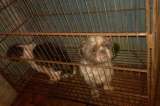 Imputan a veterinario de criadero ilegal que maltrató a 44 perros en Bogotá